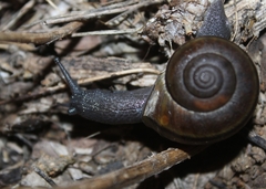 Helminthoglypta
