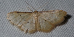 Idaea politaria