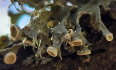 Ramalina americana