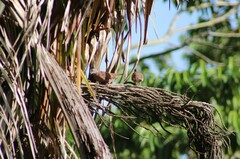 Columbina talpacoti