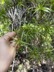 Dracophyllum sinclairii