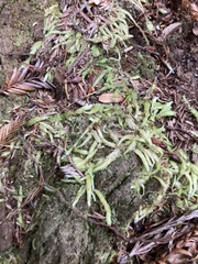 Plagiothecium undulatum