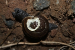 Helminthoglypta tudiculata