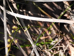 Drosera drummondii