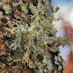 Ramalina americana