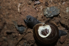 Helminthoglypta tudiculata