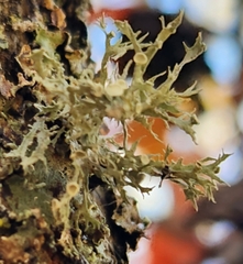 Ramalina americana