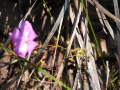 Drosera drummondii