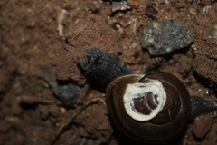 Helminthoglypta tudiculata