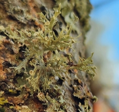 Ramalina americana