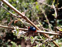 Asphaera abdominalis