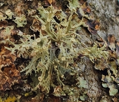 Ramalina americana