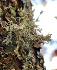 Ramalina americana