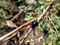 Asphaera abdominalis