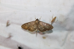 Herpetogramma aeglealis