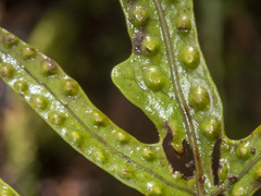 Microsorum pustulatum