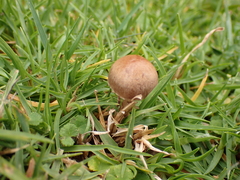 Panaeolus