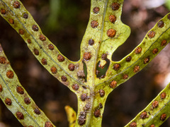 Microsorum pustulatum