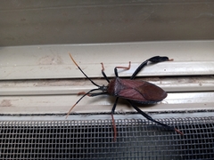 Acanthocephala thomasi