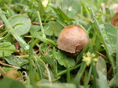 Panaeolus