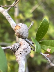 Callirhytis quercusbatatoides
