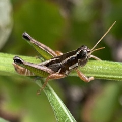 Phaedrotettix