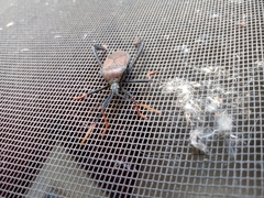 Acanthocephala thomasi