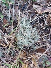 Cladonia subtenuis