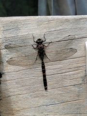 Adversaeschna brevistyla