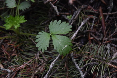 Potentilla flabellifolia