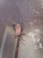 Acanthocephala thomasi