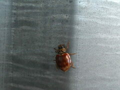 Harmonia quadripunctata