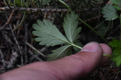 Potentilla flabellifolia
