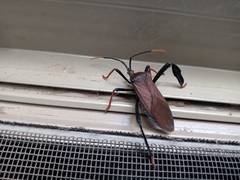 Acanthocephala thomasi
