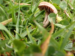 Panaeolus