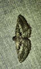 Rhoptria asperaria