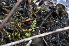Hippuris vulgaris