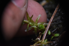 Hippuris vulgaris
