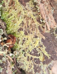 Lophocolea heterophylla