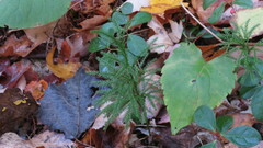 Dendrolycopodium dendroideum