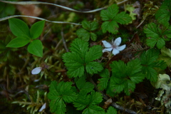 Rubus pedatus