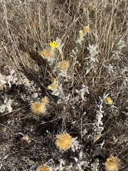 Heterotheca sessiliflora