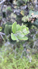 Metrosideros polymorpha