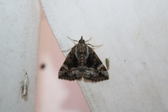 Hypena palparia