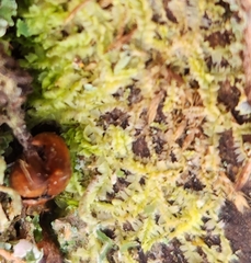 Lophocolea heterophylla