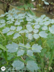 Thalictrum strigillosum