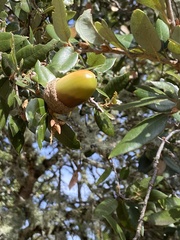Quercus chrysolepis