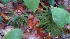 Dendrolycopodium dendroideum