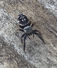 Paraphidippus