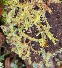 Lophocolea heterophylla